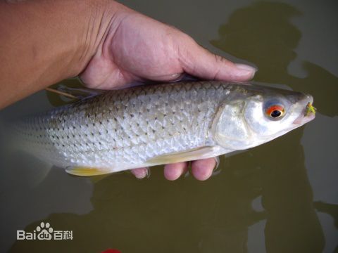 山东省淡水鱼种类有哪些山东一些河流湖泊中淡水鱼种类及介绍