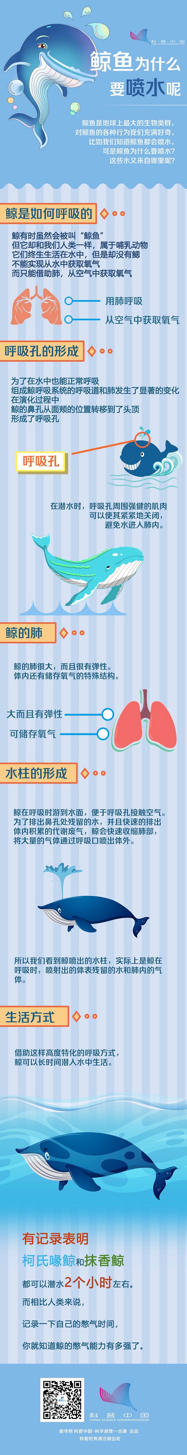 鲸为什么要“喷水”呢？