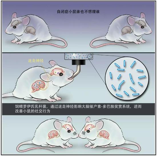 让自闭症小鼠告别“社恐”，仅需一瓶乳酸菌？