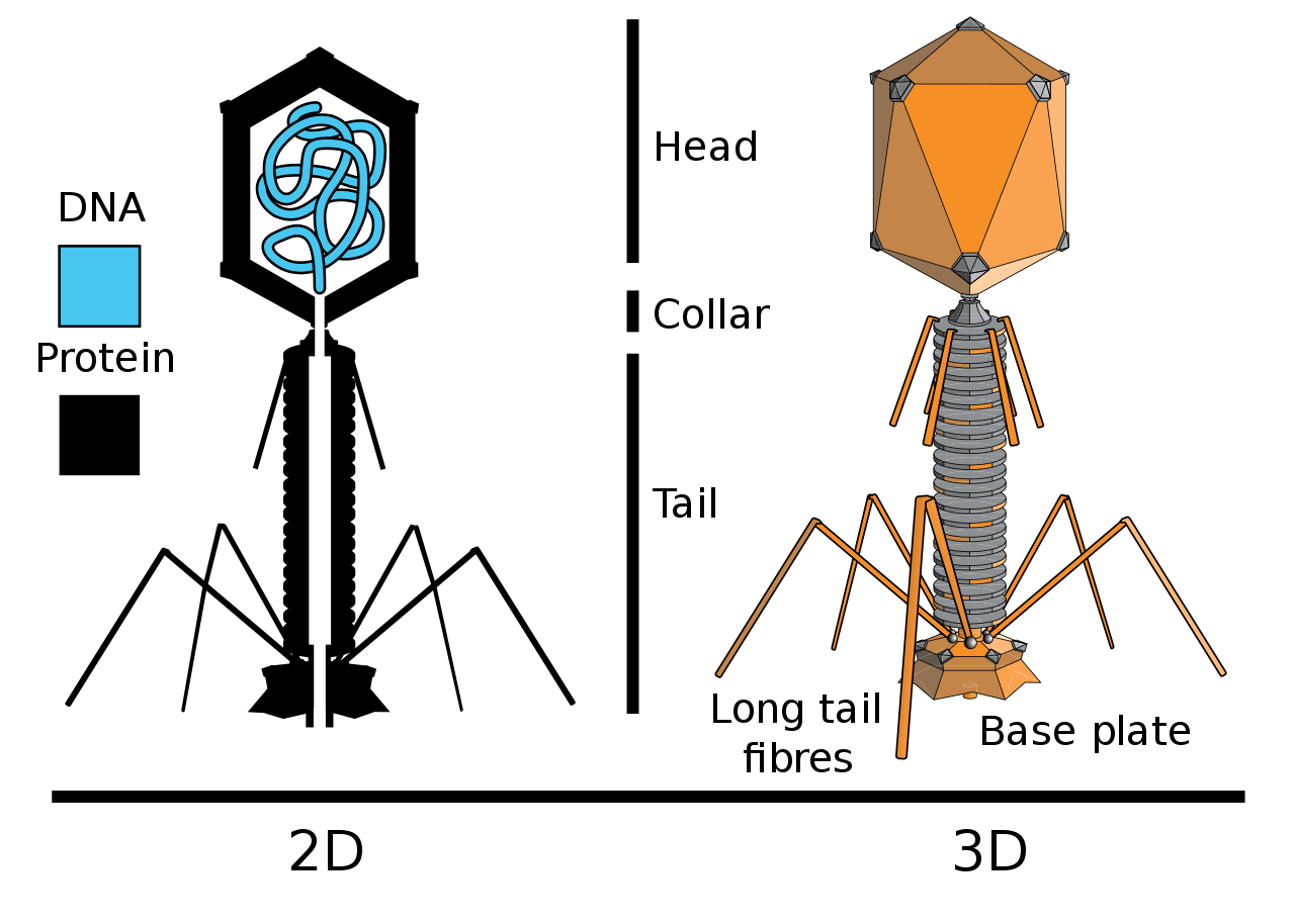 包括t4噬菌体在内,大多数噬菌体呈"复合对称壳体结构",其头部呈二十面