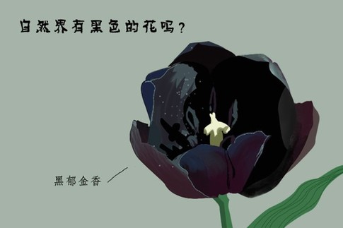 自然界有黑色的花吗？