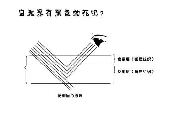 自然界有黑色的花吗？