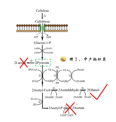 现实版“工作细胞” 稻草、玉米秸秆是如何变成生物燃料的？