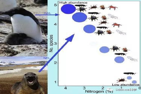 在南极，企鹅和象海豹的一点点粪便会大有帮助