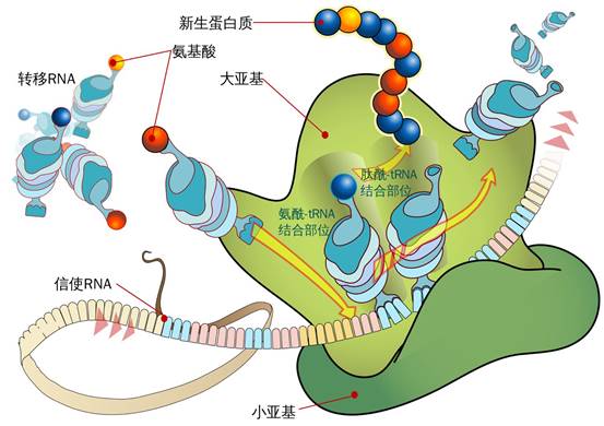 又双叒叕来一个人造生命？这个大肠杆菌牛在哪里？