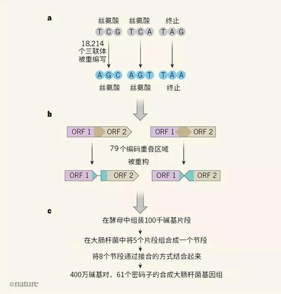 迄今最大合成基因组诞生非全部密码子构建的