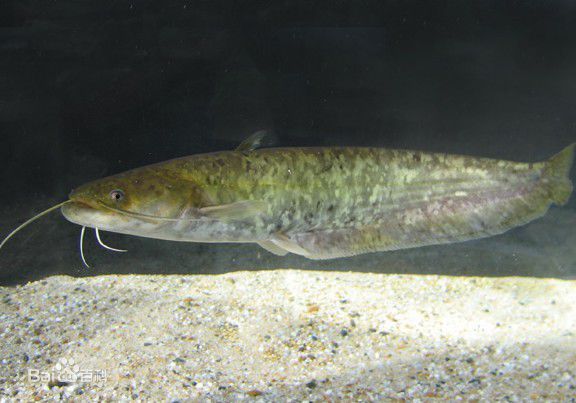 山東一些河流,湖泊中淡水魚種類及介紹 | 格物致知,知識港灣